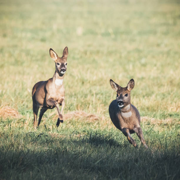 Deer play together in the meadow