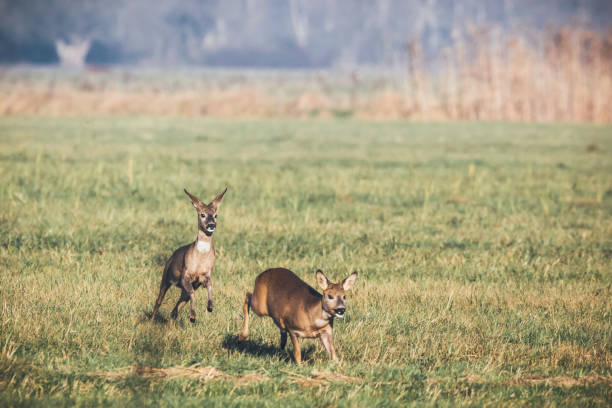 istock Deer play together in the meadow 640131068