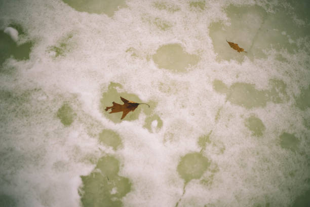 istock Winter frost on an Oak leaf with frost covered background. 640131470