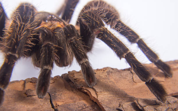 istock Closeup of mexican spider -tarantula (brachypelma albopilosum) 640131754