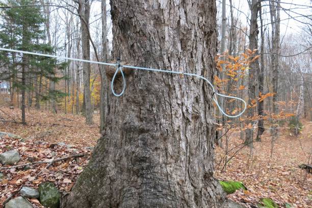 istock Vermont Sugarbush Maple Syrup Tap Tubing System Sap Collector Installed 640133580