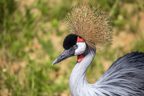istock Crowned Crane or Balearica pavonina 640134002