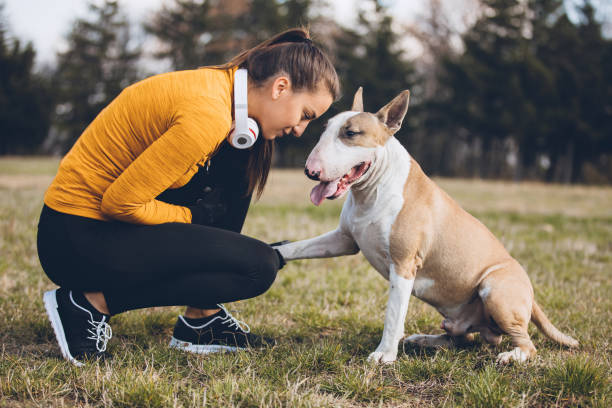 Live a healthy life together Woman doing exercises outdoors with her dog bull terrier stock pictures, royalty-free photos & images