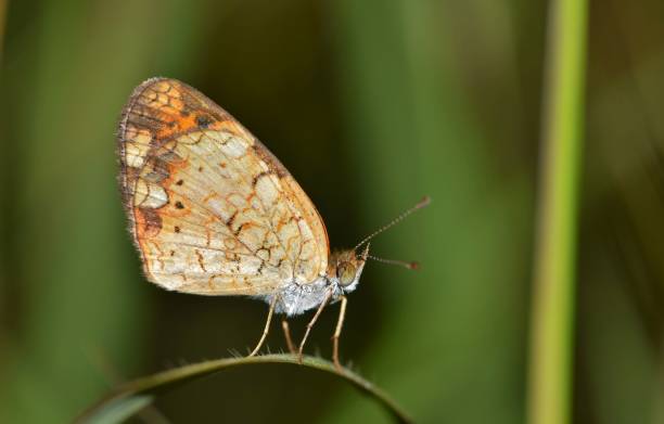 schmetterling - insectoid stock-fotos und bilder