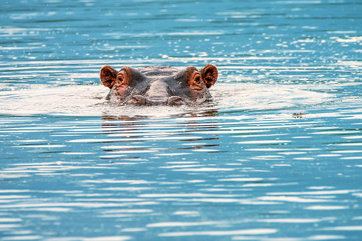 Close-up of hippo or Hippopotamus amphibius is resting in the water during the day