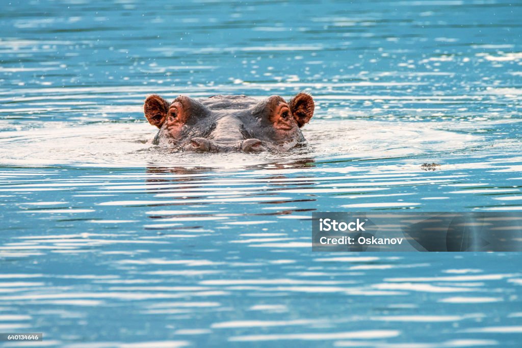 Close-up of hippo Close-up of hippo or Hippopotamus amphibius is resting in the water during the day Hippopotamus Stock Photo