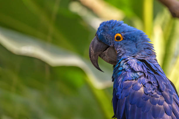 istock Hyacinth macaw or Anodorhynchus hyacinthinus 640134700
