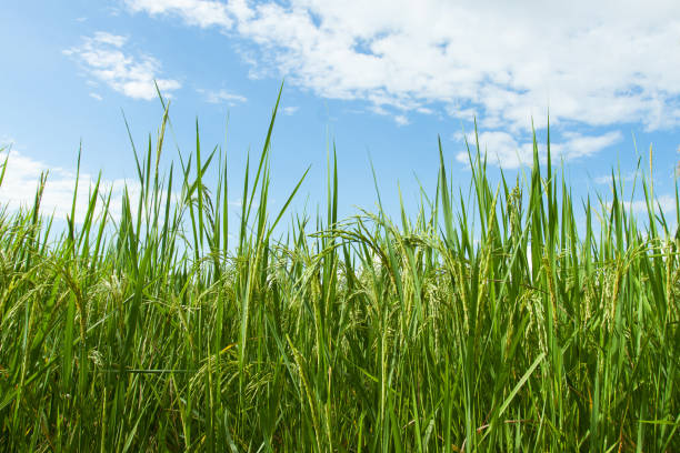 istock Thai rice, young green rice, infant green rice 640134702