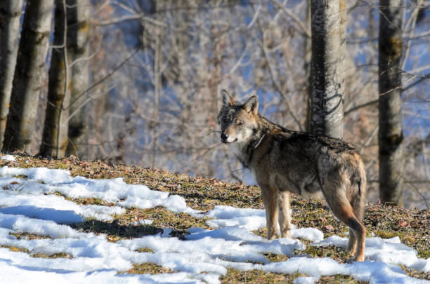 Italian wolf (canis lupus italicus) stock photo