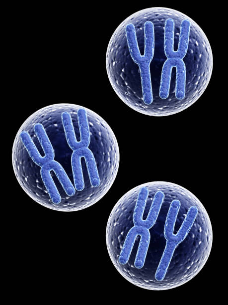 istock X and Y chromosomes in cell 640136312