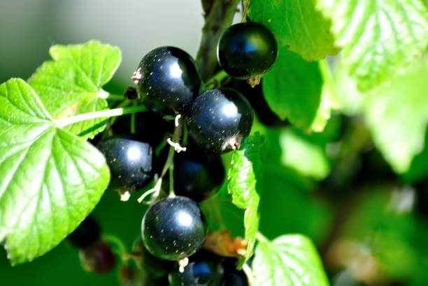 istock Ready blackcurrant in the garden on the sun. 640138454