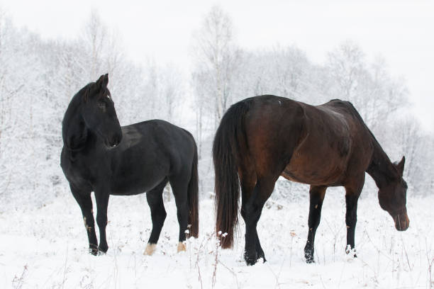 istock two horses standing on a field in 640138530