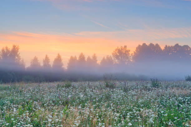 istock Flowering meadow in the mist at dawn. 640138590