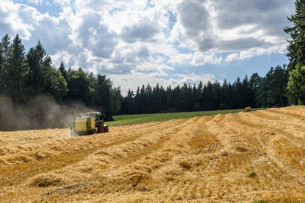 tracteur sur le terrain - récolte du maïs - wheat cereal plant agriculture whole wheat photos et images de collection