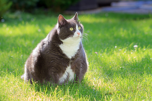 Slight obese, or fat, pussy cat outside in the sunny garden with fresh green grass in spring in the Netherlands