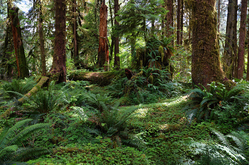 Hoh rain Forest in Washington state coast, USA