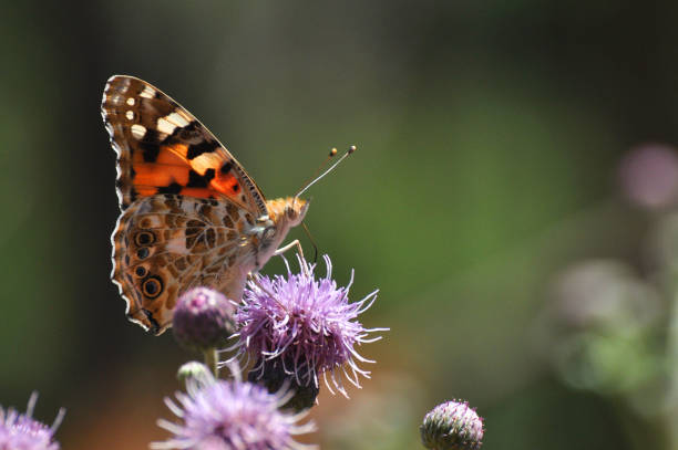 istock Common European butterflie 640144758