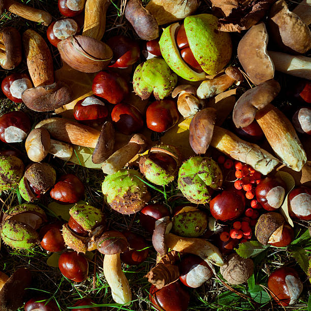 istock conkers mushrooms rowen foraging  -  autumn harvest 640146314