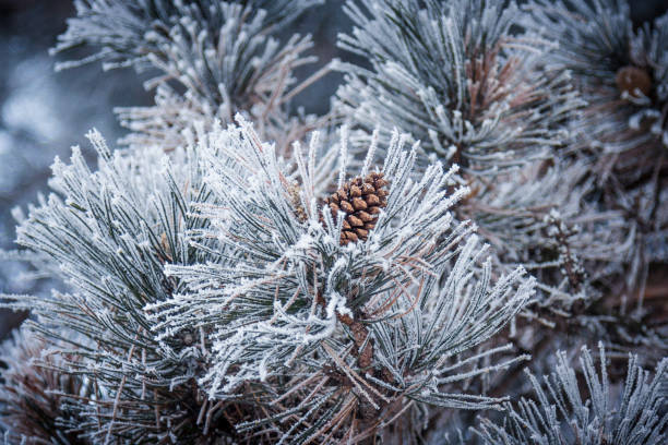 istock Conifer cone of a frozen pine tree in winter 640146364
