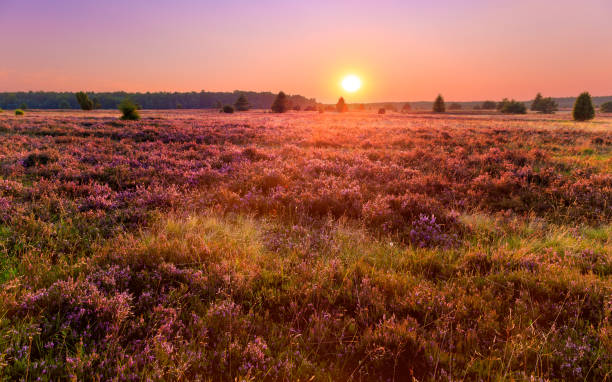 istock Sunset in the Luneburg heather 640148946