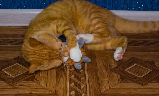 istock Home red cat plays with a toy 640149340