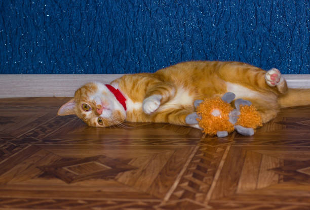 istock Home red cat plays with a toy 640149436