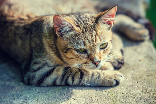 istock Portrait of a stray cat lying on concrete surface 640149536