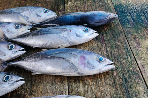 istock Fish tuna on  wooden background 640149698