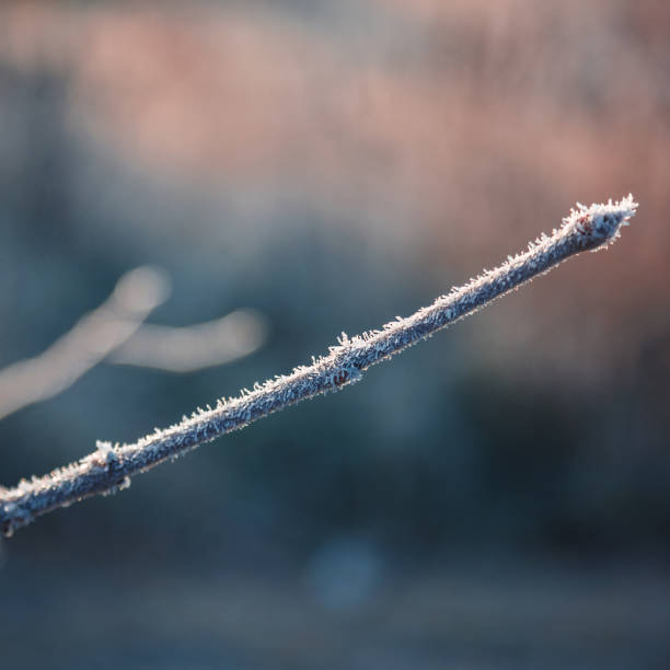 istock Leaves and grass with hoarfrost as a background 640150314