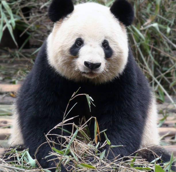 istock Panda Close Up Scene At Chengdu China Asia 640151478