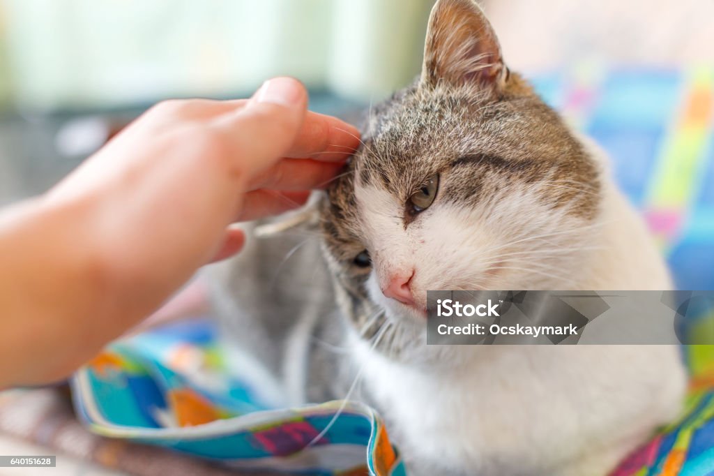 Cute adult cat Picture of an adorable cat relaxing on a colorful cover Adult Stock Photo