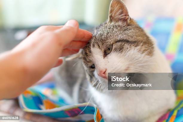Cute Adult Cat Stock Photo - Download Image Now - Adult, Animal, Animal Body Part