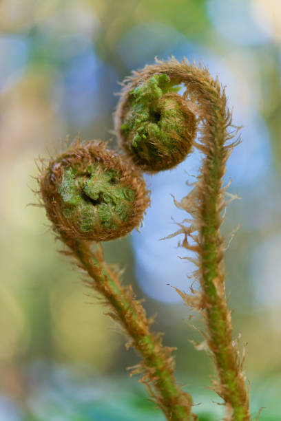 istock Blurred natural background with patches of ferns . 640152160