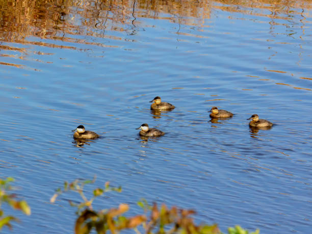 istock Group of ruddy ducks swimming 640152392