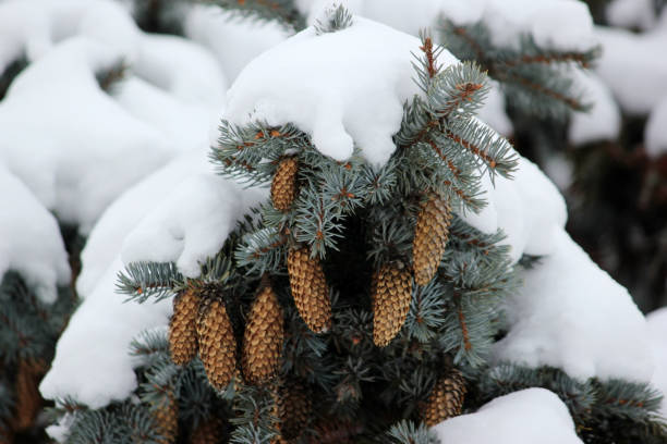 istock Winter background with green christmas pine trees 640153184
