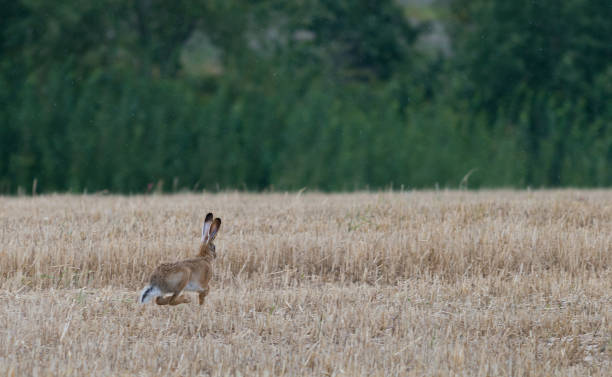 istock Wild gray hare running on field after harvest. 640156686