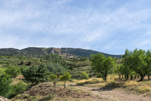 Branch of unripe almonds on background Castle of Loarre and surroundings, Hoya de Huesca Gigapan Loarre Aragon Huesca Spain