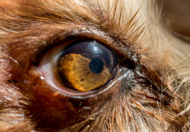 istock dog's eye macro detail Yorkshire Terrier 640159240