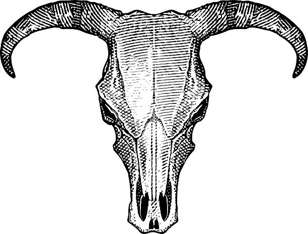 Steer Skull Steer Skull from the American Southwest. Hanksville, Utah. Isolated on white. animal skull cow bull horned stock illustrations