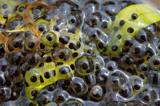 Frog caviar. A macro snapshot.