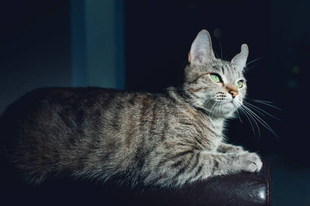 istock Beautiful cat on a dark background in the studio 640159544