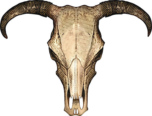 стир череп с американского юго-запада - animal skull cow animal skeleton animal stock illustrations