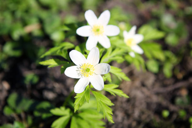 istock Forest anemony on a glade in the wood. 640162848