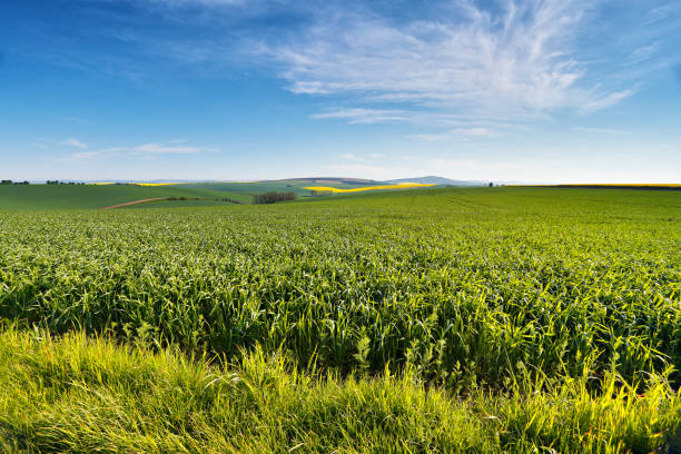 istock Spring farmland on hills. Green and yellow spring fields. 640163216