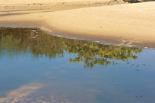 Beautiful landscape with sea bird searching for food on the beautiful beach of Campeche in Florianópolis, Santa Catarina Island, Santa Catarina, Brazil. Photo taken on a beautiful sunny day in the summer of 2017 on 01/18/2017. The piru-piru (Haematopus palliatus) is a coastal bird widely distributed throughout America. It is known in Brazil as: baiacu, batuíra-do-mar-grosso, bejaqui (Rio Grande do Sul), cã-da-praia (Rio Grande do Sul) and ostraceiro. It is phylogenetically related to Haematopus ostralegus, a species of Haematopodidae that lives in Europe.