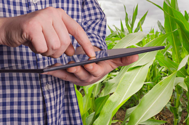 agronom badający uprawy przed zbiorem - corn corn crop field stem zdjęcia i obrazy z banku zdjęć