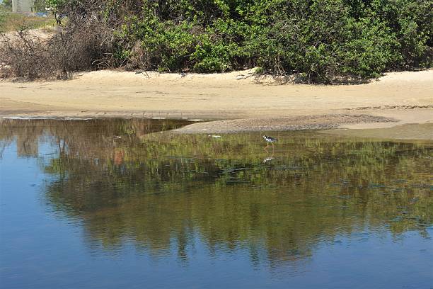Beautiful landscape with sea bird searching for food on the beautiful beach of Campeche in Florianópolis, Santa Catarina Island, Santa Catarina, Brazil. Photo taken on a beautiful sunny day in the summer of 2017 on 01/18/2017. The piru-piru (Haematopus palliatus) is a coastal bird widely distributed throughout America. It is known in Brazil as: baiacu, batuíra-do-mar-grosso, bejaqui (Rio Grande do Sul), cã-da-praia (Rio Grande do Sul) and ostraceiro. It is phylogenetically related to Haematopus ostralegus, a species of Haematopodidae that lives in Europe.