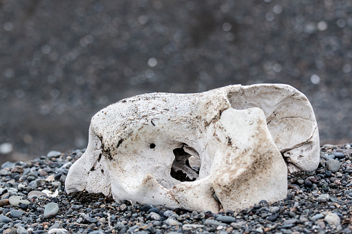 bones of wild marine mammals lie on the shore