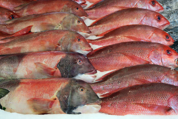 istock Fish on ice- for sale from San Jose Del Cabo 640165718