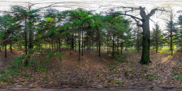 istock Evergreen trees in the park - 360-degree view 640168638
